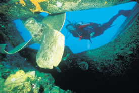 Diver