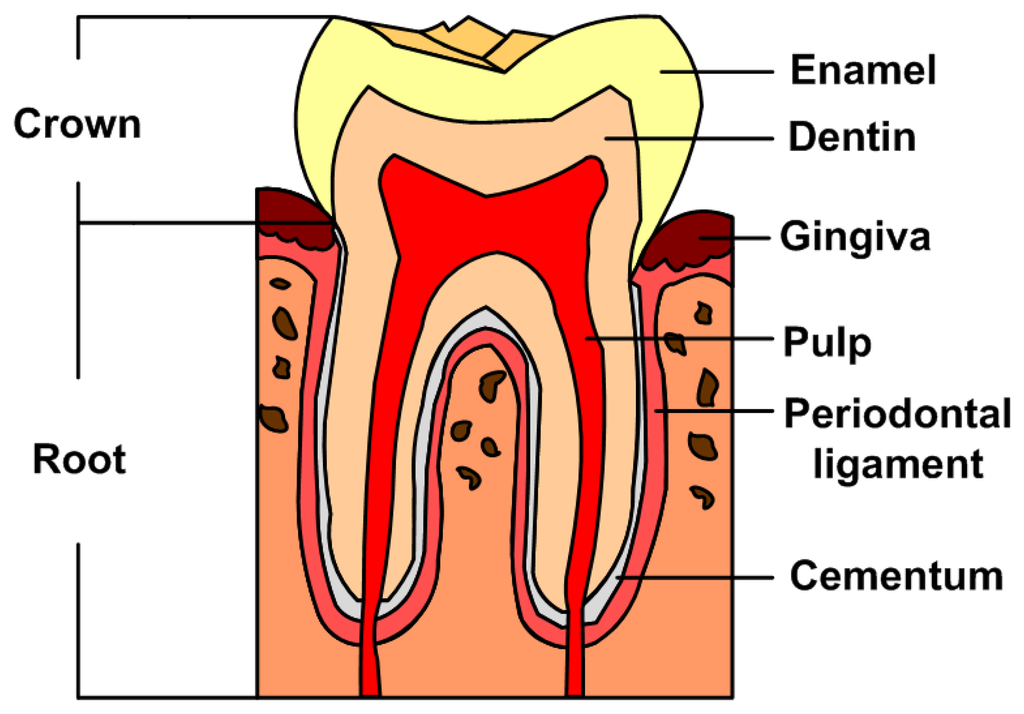 toothphoto